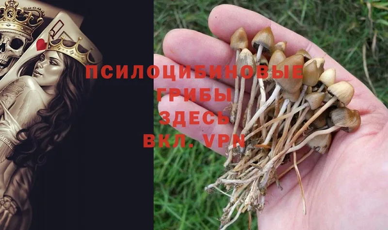 Псилоцибиновые грибы Psilocybine cubensis  Ессентуки 